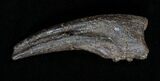 Struthiomimus Dinosaur Hand Claw - South Dakota #1697-1